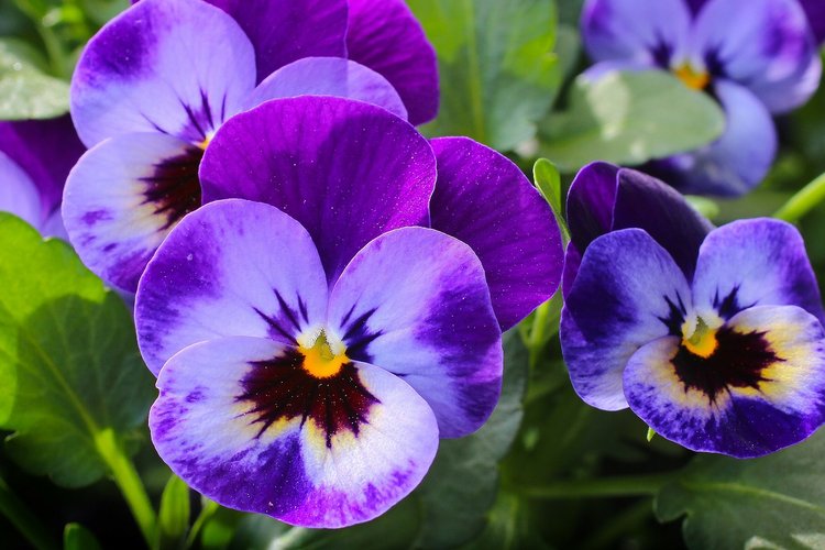 pansy-327188_1280_THUMB.jpg