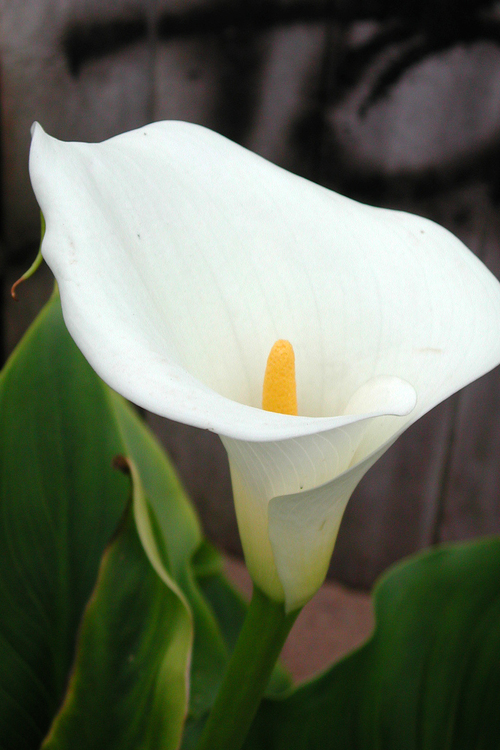 Iiris