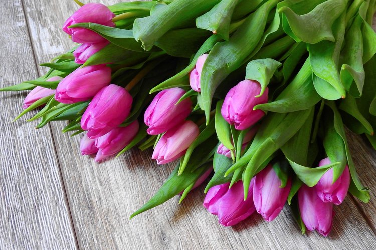Tulppaanit