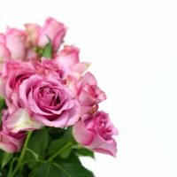 1282448_pink_roses_1_THUMB.jpg