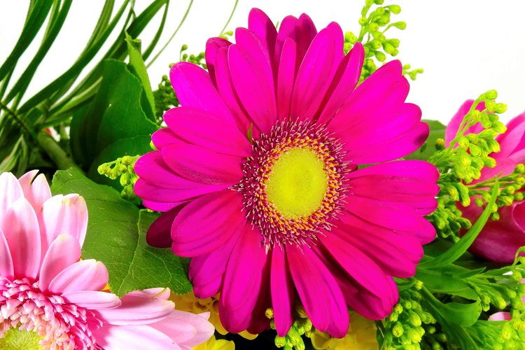 flower-1526743_1280_M.png